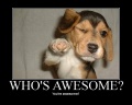 Who's awesome dog.jpg
